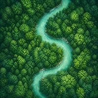 Aerial view of a forest with a winding river